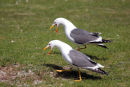 07-1673 Lesser Black Backed Gulls (Larus fuscus) Displaying.